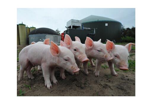 政策解读：关于养猪“禁养区”与“适养区”以及划定