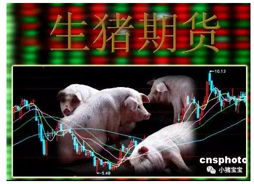 中国生猪期货细节已制定 “熨平”猪肉价格周期波动