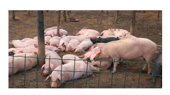 从猪肉消费规律分析：猪价将迎来上涨良机