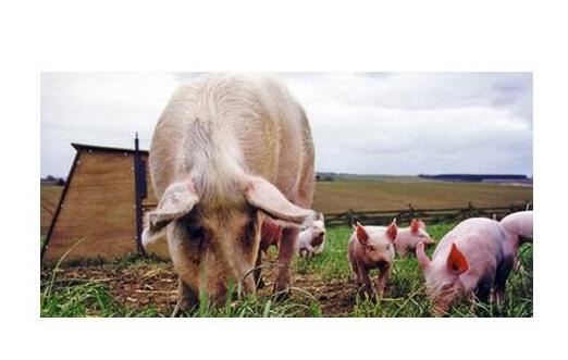 深度分析：中国养猪业将进入一个怎样的发展模式？