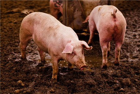 发改委、农业部：猪价大概率进入震荡爬升期！