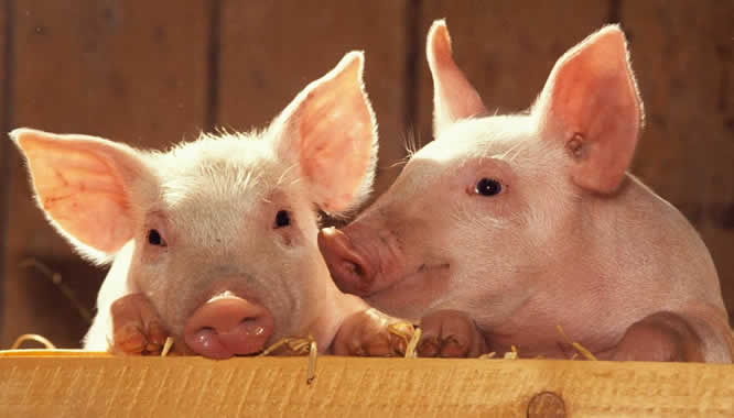 农业银行：生猪养殖贷款增量突破100亿元