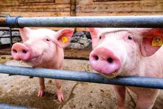 观点 | 恢复生猪生产 需金融和社会资本双管齐下