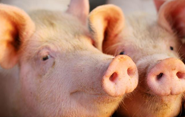 浙江嘉兴生猪存栏273万降至18万，13万养猪户降为36家规模养殖场