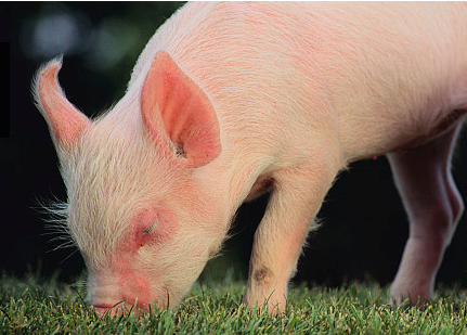 猪价继续反弹 专家：或迎来史上最强上涨周期