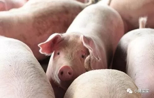 肉荒？猪肉产量预计下降10%，猪价全年涨幅或超50%！