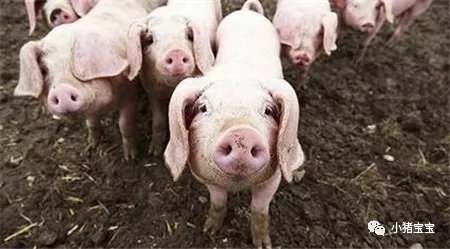 暴力去产能，全球范围内的猪肉价格上涨！