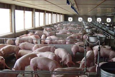 生猪成两会农业热点 禁养、限养、调运 养猪人关心的都在这里