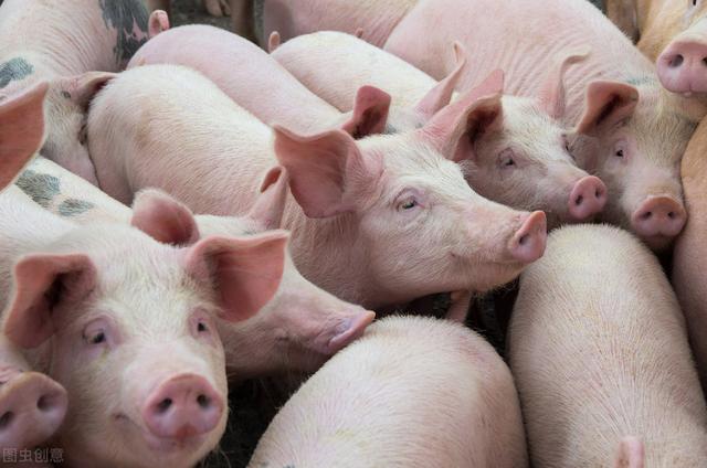 “双疫”之下我国养猪业发生了哪些改变？